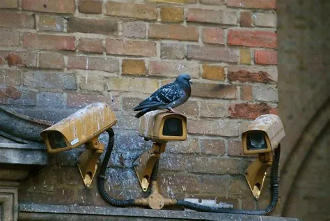 Pigeons